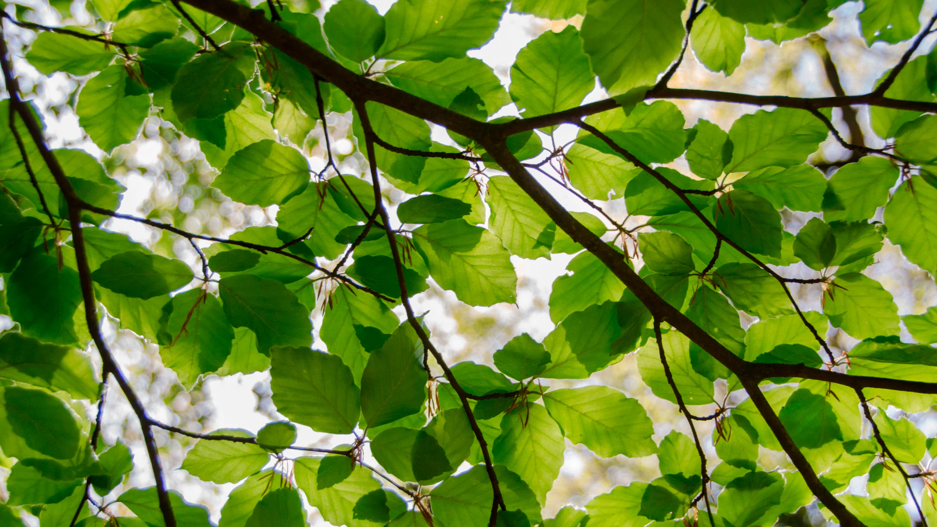 leaves tree