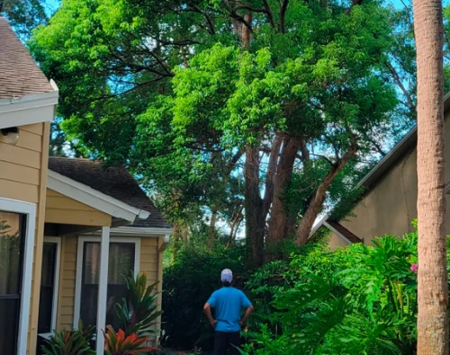 tree trimming service1