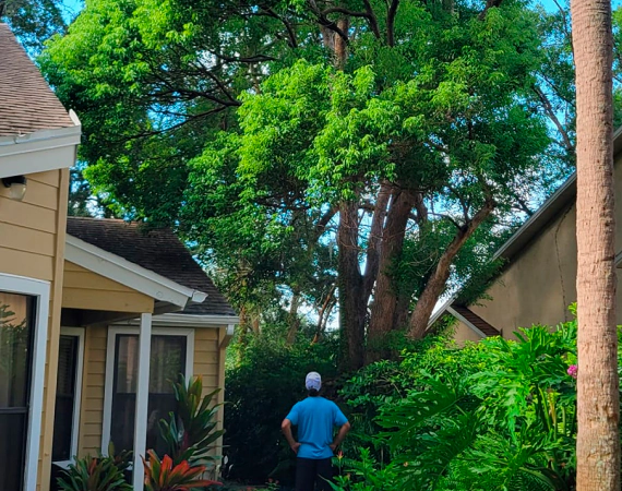 tree trimming service1