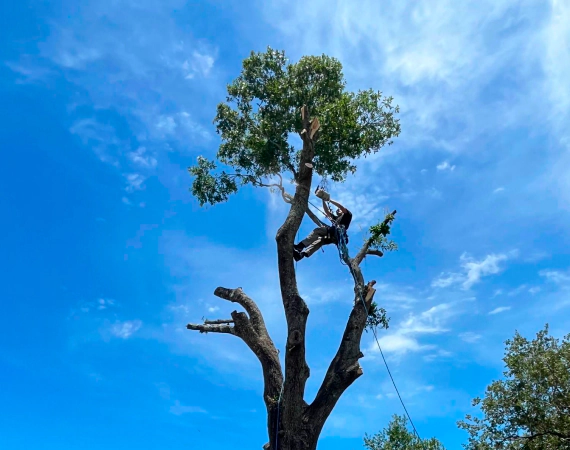 tree trimming service2